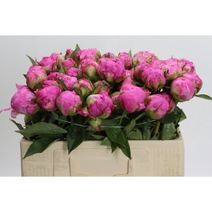 Paeonia Dr A Fleming