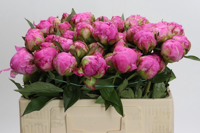 <h4>Paeonia Dr Alexander Fleming</h4>