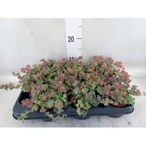 Sedum sieboldii 'Mediovariegatum'