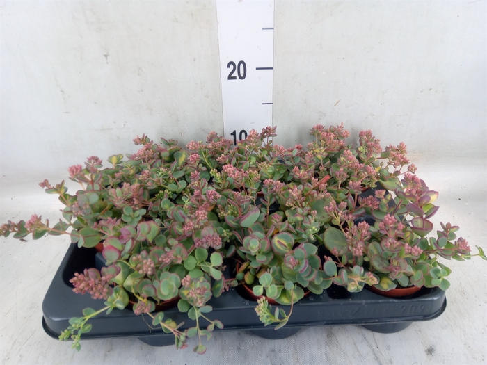 <h4>Sedum sieboldii 'Mediovariegatum'</h4>