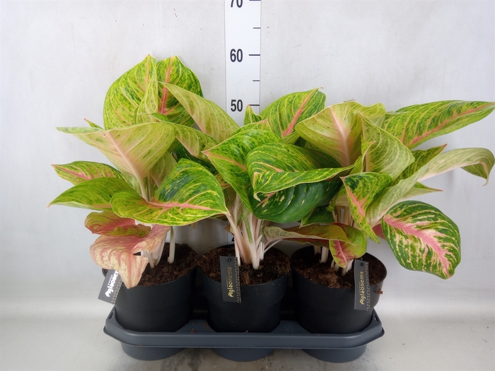 Aglaonema   ...