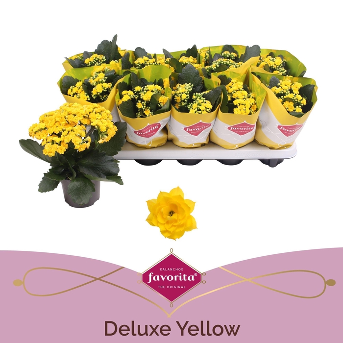 <h4>Kalanchoe Double Deluxe Yellow stadium 2</h4>