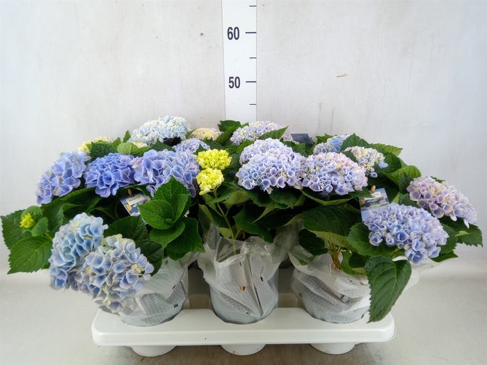 <h4>Hydrangea mac. 'Magical Revolution'</h4>