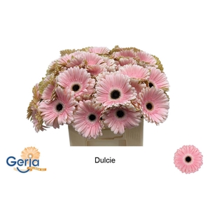 GE GR DULCIE