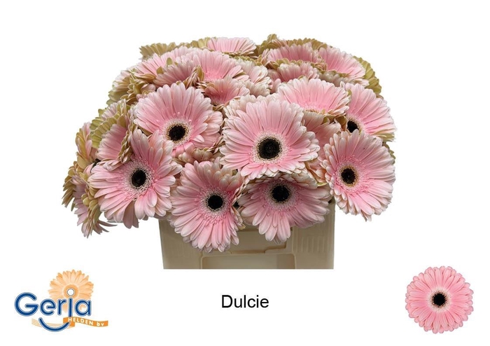 <h4>GE GR DULCIE</h4>