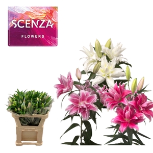 LI OR OVERIG DUBBEL  2+ mixed