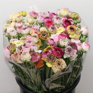 Ran El Sr Stripe Mix Extra