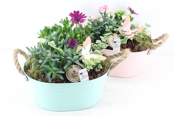 <h4>arr4 Outdoor PL - Zink ovaal colour mix</h4>