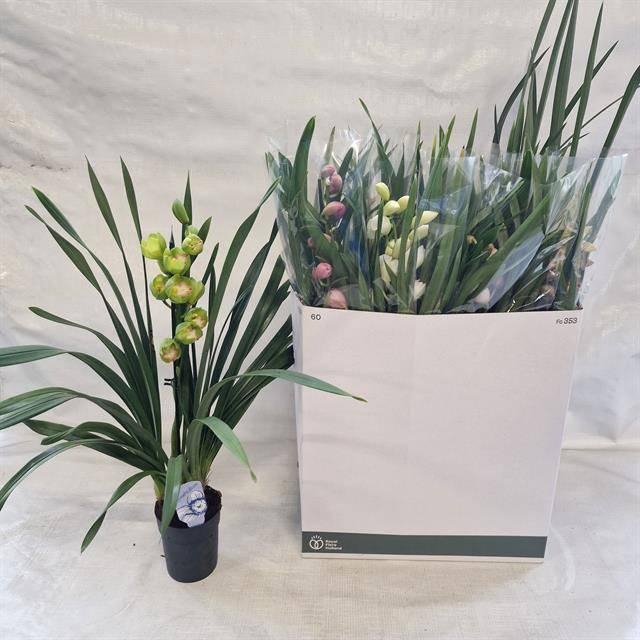 <h4>CYMB GEMENGD</h4>