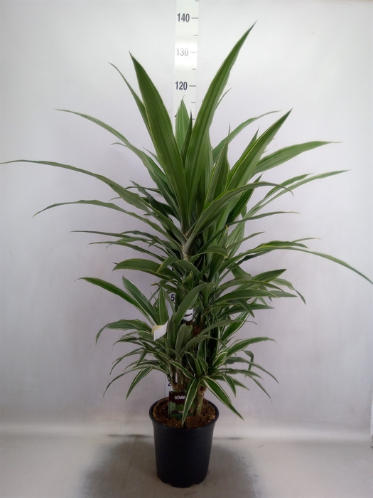 Dracaena fr de 'Warneckei'