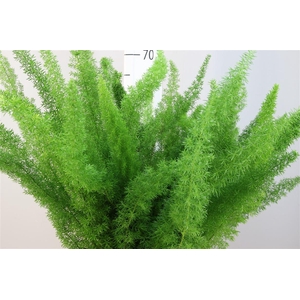 Asparagus Dens Meyers 60