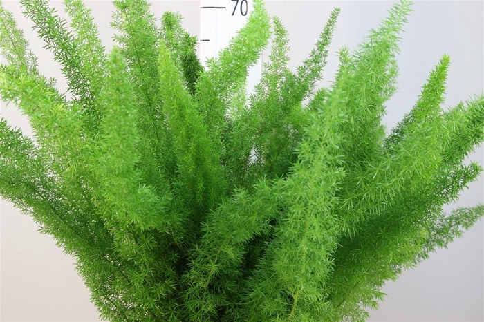 <h4>Asparagus Dens Meyers 60</h4>