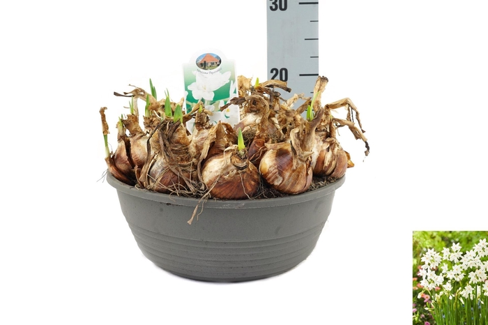 <h4>Narcissus ...</h4>