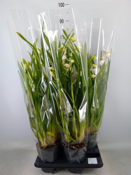 <h4>Cymbidium   ...</h4>