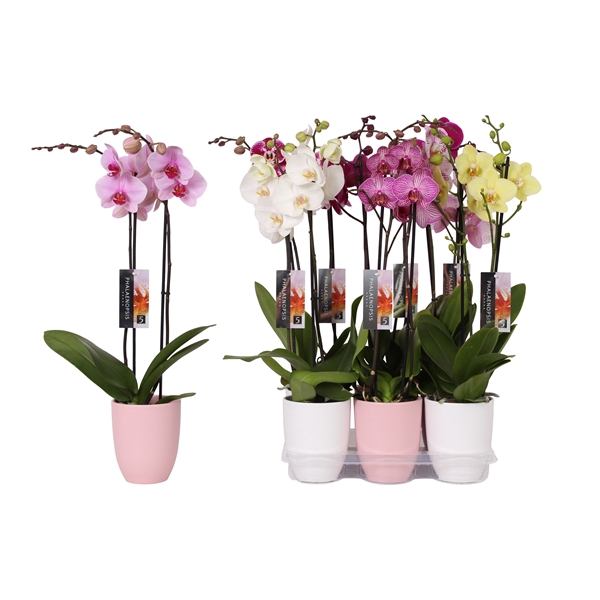 <h4>Phalaenopsis mix, 2-spike Pink and White Ceramics</h4>