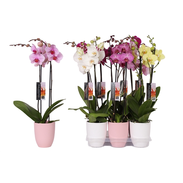 Phalaenopsis mix, 2-spike Pink and White Ceramics