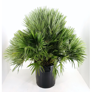 Chamaerops humilis