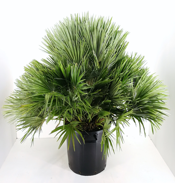 <h4>Chamaerops humilis</h4>