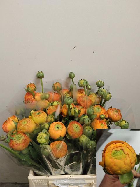 <h4>RAN AM ORANGE</h4>