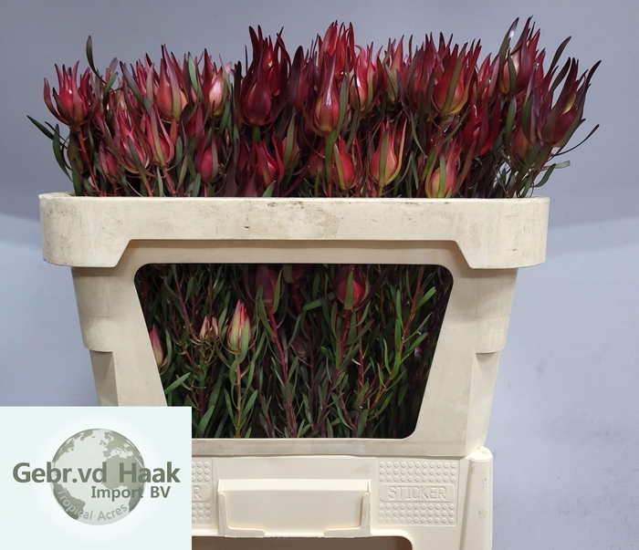 <h4>LEUCAD SALIGNUM</h4>