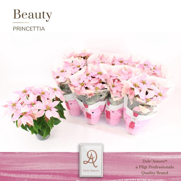 <h4>Euph P Princettia Pink 5+ Dolc'Amore</h4>