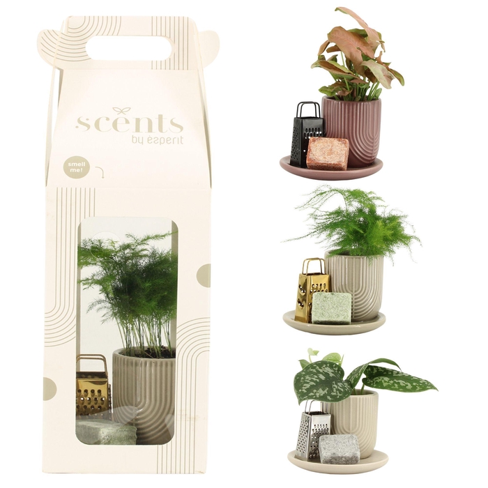 <h4>90711: Scents arrangement</h4>