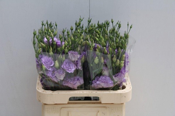 <h4>LIS G ALISSA LAVENDER EUS G ALISSA</h4>
