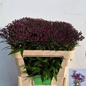 VERNONIA CRINITA