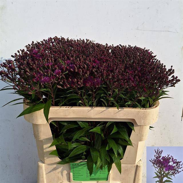 <h4>VERNONIA CRINITA</h4>