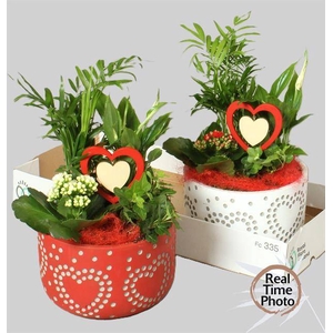 Kalanchoe Plant Arr 22Ø 30cm