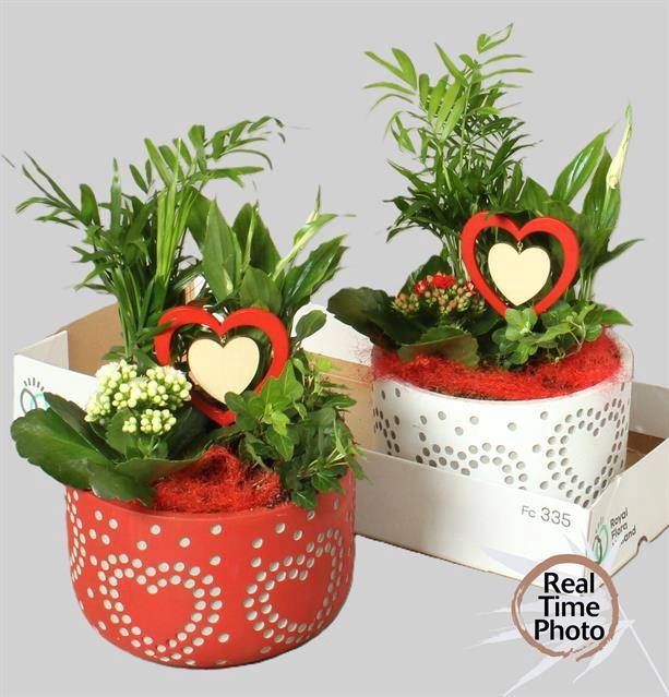 Kalanchoe Plant Arr 22Ø 30cm
