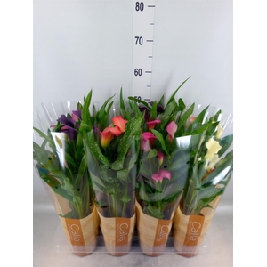 Zantedeschia   ...mix