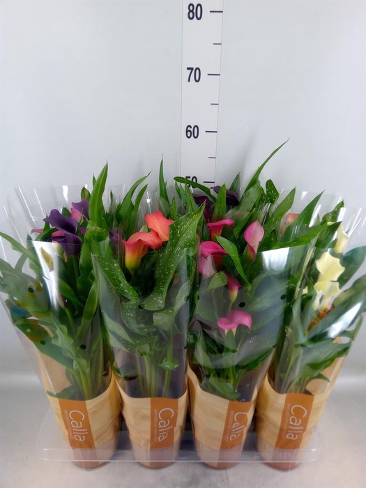 <h4>Zantedeschia ...mix</h4>