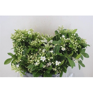 Chiosia Flower P Bunch