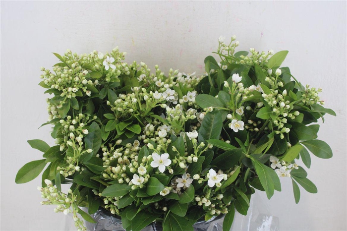 <h4>Chiosia Flower P Bunch</h4>