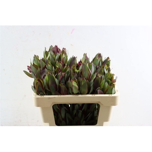 Leucad High Light 50cm