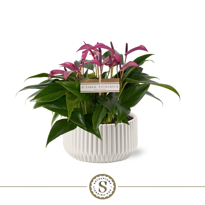 <h4>Table Zizou in Madeira Keramiek</h4>