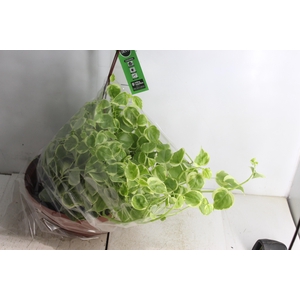 PEPEROMIA SCANDENS C32
