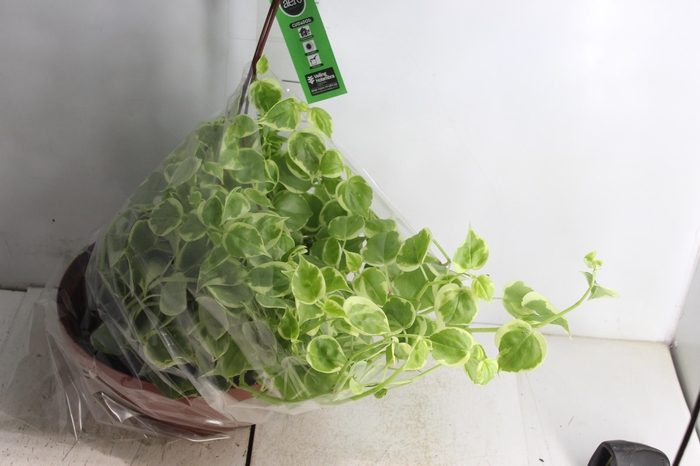 <h4>PEPEROMIA SCANDENS C32</h4>