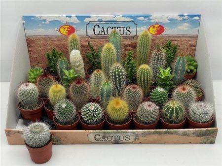 <h4>Cactus Gem</h4>