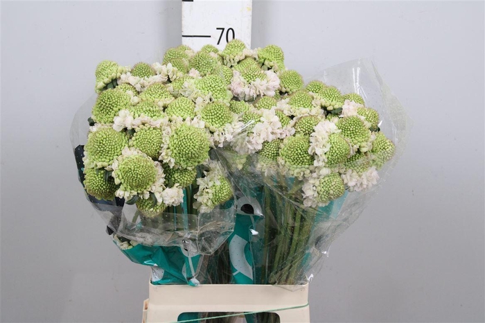 <h4>Scab At Fr Vanilla Bl Scoop</h4>