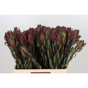 Leucadendron Senorita