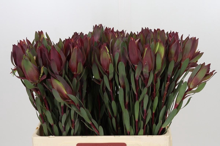 <h4>Leucadendron Senorita</h4>