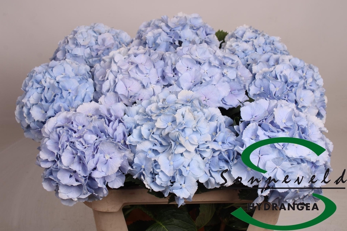 <h4>HYDR M CH VERENA BL</h4>