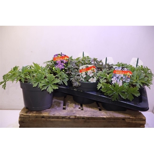 Geranium Overig Mixtray