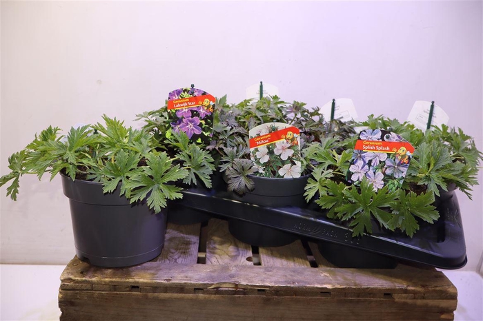 <h4>Geranium Overig Mixtray</h4>