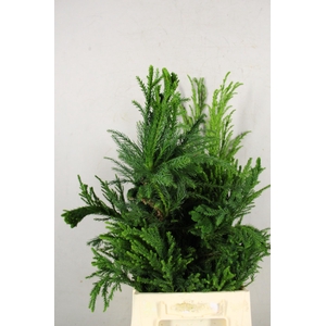CRYPTOMERIA CRIST SMALL