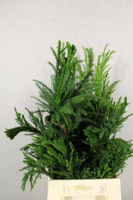 <h4>CRYPTOMERIA CRIST SMALL</h4>