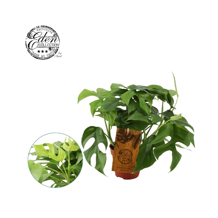 <h4>Monstera Minima 12cm</h4>