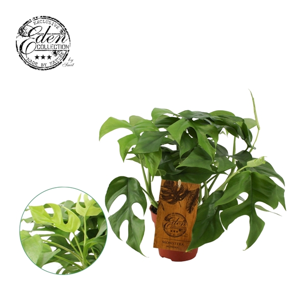 <h4>Monstera Minima 12cm</h4>